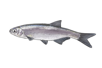 Naklejka premium River fish