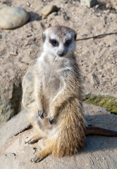Meerkat or suricate