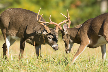 White-tailed deer bucks