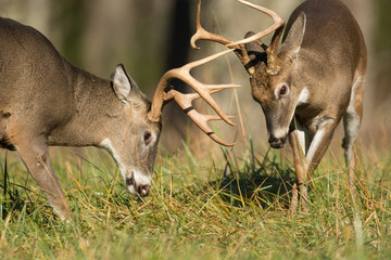 White-tailed deer bucks