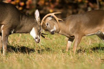 White-tailed deer bucks