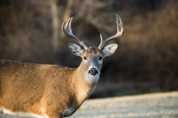 Obraz premium White-tailed deer buck