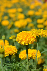 beautiful marigold field in flora park