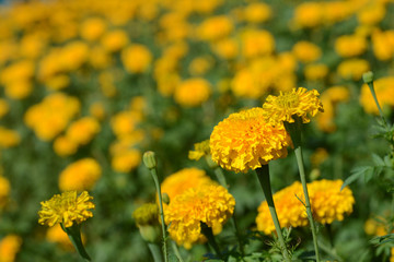 beautiful marigold field in flora park
