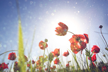 low angle photo of red poppies against sky with light burst and 