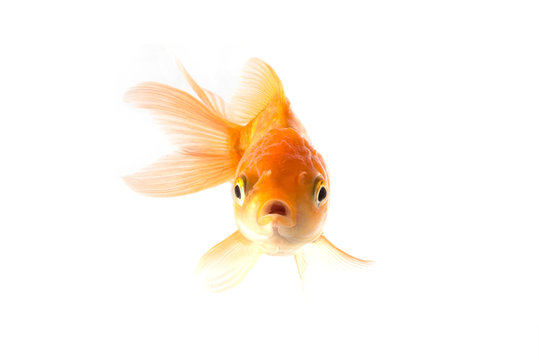 Golden koi fish scared isolated on white background.