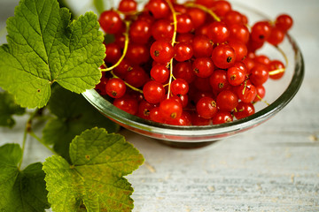 Red Currant