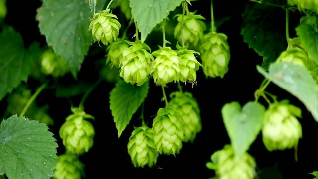 Hopfen, reife Zapfen