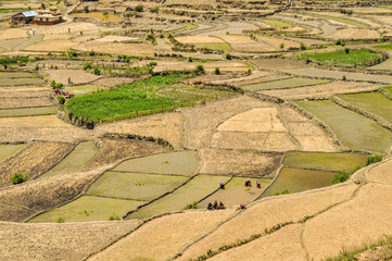 Fields in Nepal