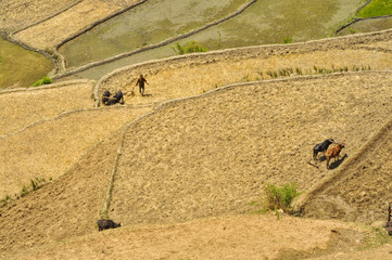 Ploughing fields in Nepal