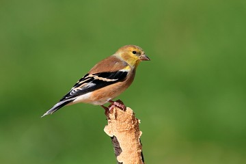 American Goldfinch (Carduelis tristis) on a perch
