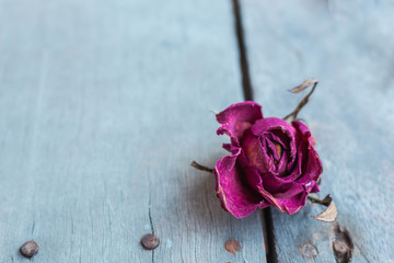Roses on a wooden