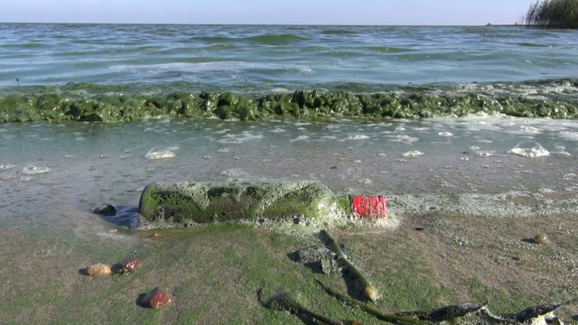 polluted sea bay green waves with algae and bottle