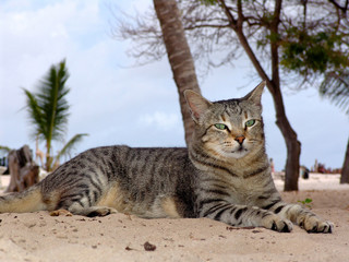 cat sitting on the beach