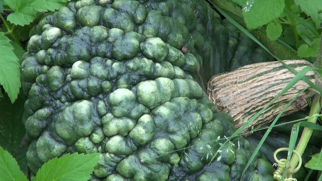 big green pumpkins vegetable  grow in rural autumn garden