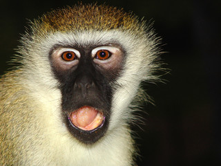 monkey is outraged