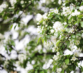Flowers of apple