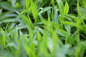 Fresh green grass with water droplet