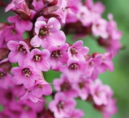 beautiful pink flowers in the garden