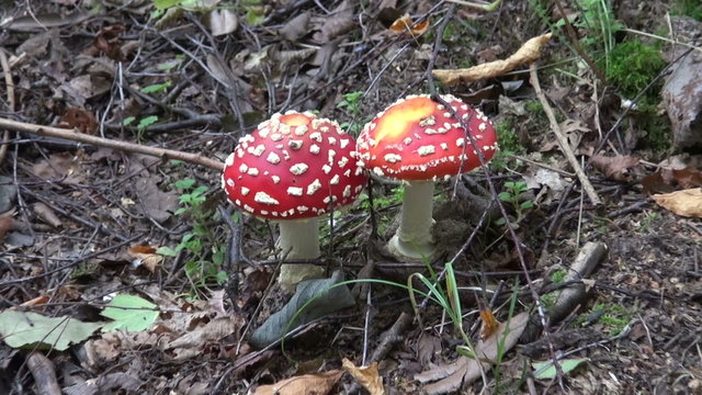 Fly agaric  Fly amanita (Amanita muscaria) mushroom in forest