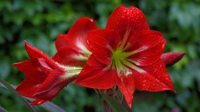 Full inflorescence of a wet red Amaryllis flower after rain