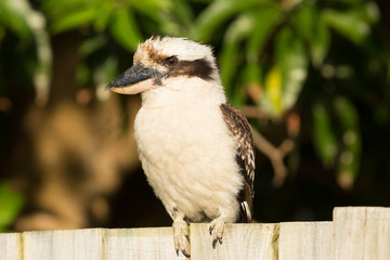 Laughing Kookaburra
