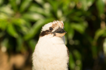 Laughing Kookaburra
