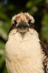 Laughing Kookaburra