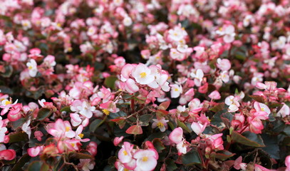 Pink begonia  flower field as background