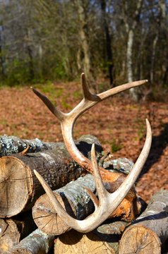 Antlers on stacked fire wood