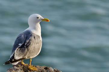 Gaviota observando