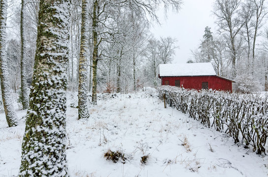 Swedish winter colors