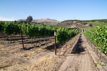 Fototapeta na wymiar Desert sun on California grapevines
