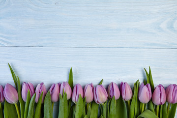  Tulips on wood background