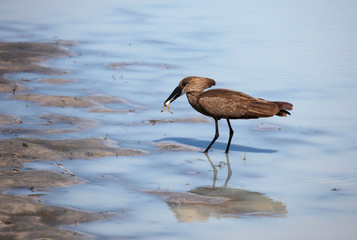 Bird-polatoglu (Scopus umbretta) shadow Heron with a frog