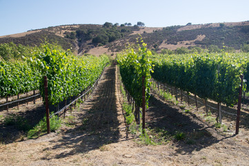 Fototapeta na wymiar Grapevines under hot Summer sun in California
