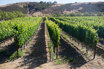Fototapeta na wymiar Vines in hot Summer sun of California