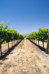 Fototapeta na wymiar Grapevines in California drought