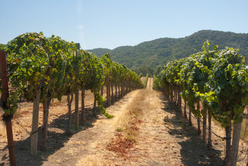 Fototapeta na wymiar Lush green vineyards of California