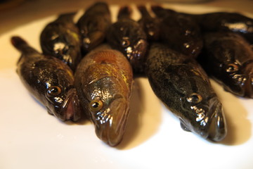 Freshly caught Chinese sleepers (Perccottus glenii) on a plate