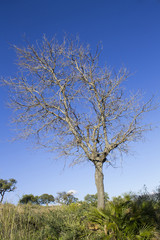 dry tree