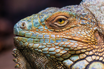 Green iguana (Iguana iguana)