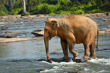 Elephant crosses the river