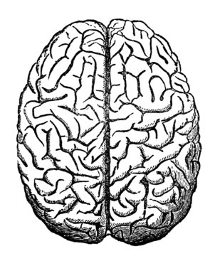 Victorian Engraving Of The Human Brain