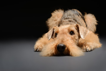 Obraz premium Dog is your best friend