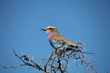 Roller Sabine's (Coracias caudata), Kruger Park