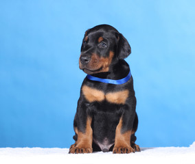 Fototapeta premium Portrait of Puppy with blue belt on blue background