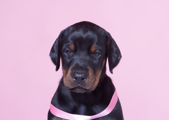 Close up Portrait of Puppy with pink belt  on pink background