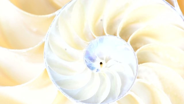 Video Nautilus in Drehbewegung, HD, 60 fps