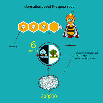 Information about the queen bee (seasons)
